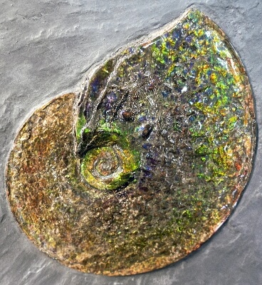 ammonite-history-fossil.jpg