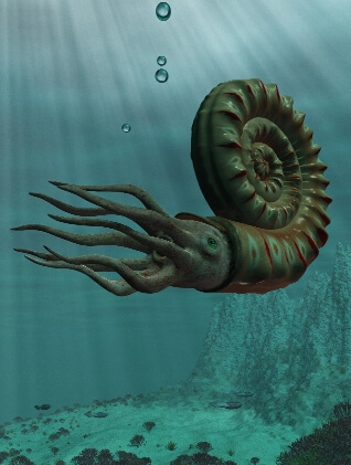 ammonite-history-prehistoric.jpg