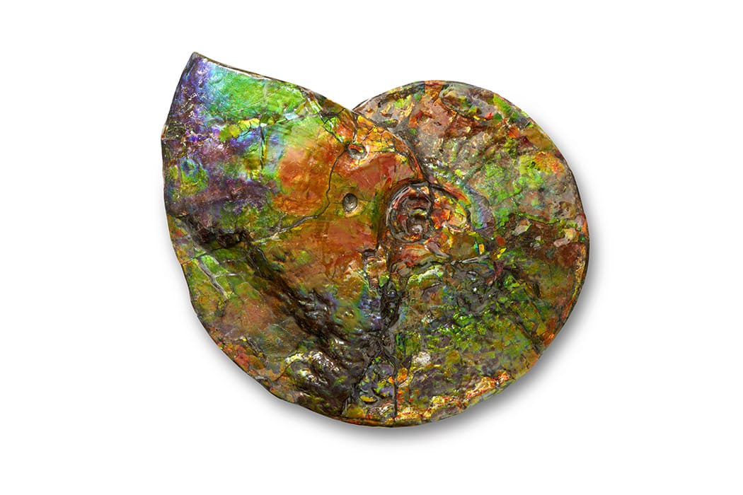 Ammolite gemstone ammonite fossil