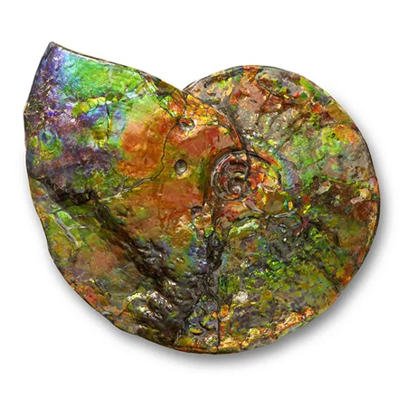 Ammolite Fossil