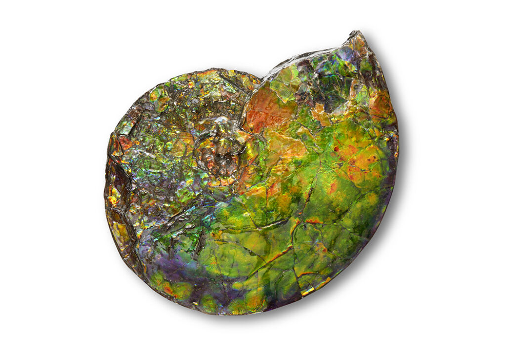 Ammonite fossil 1 1024x693