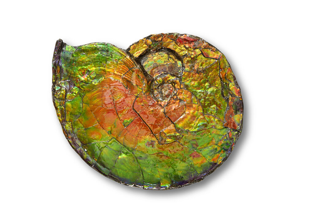 Ammonite Fossil