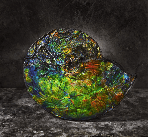 Beautiful International Ammolite