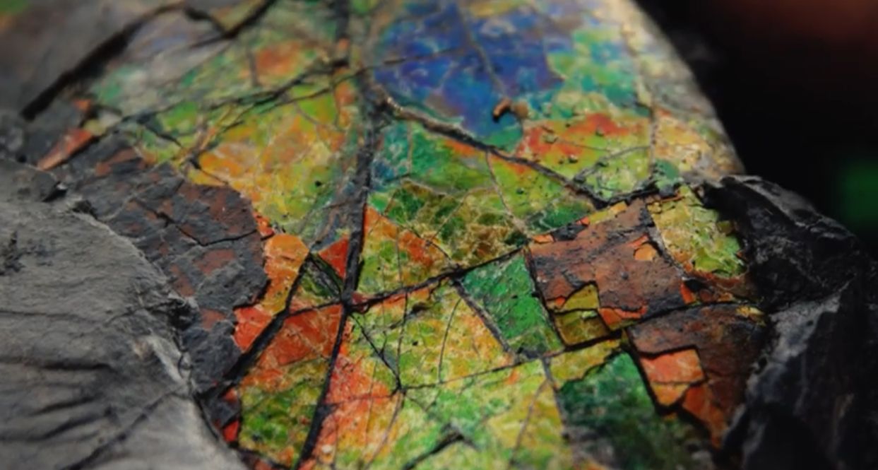 A Journey Through Time: How Ammonite Fossils Capture Millions of Years in Their Radiance