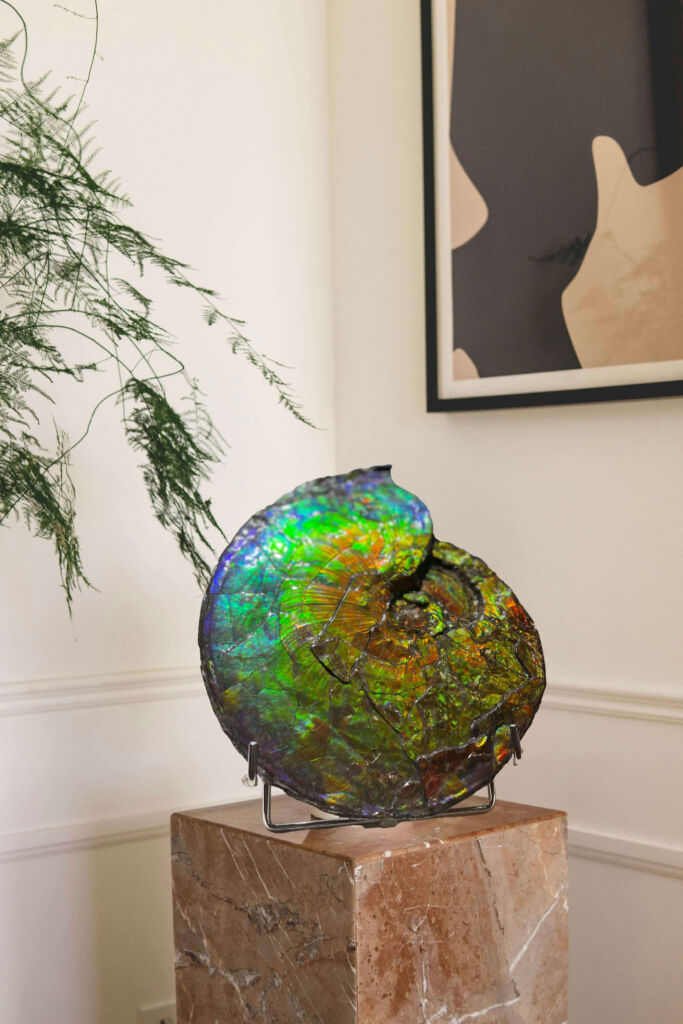 Decor Ammonite