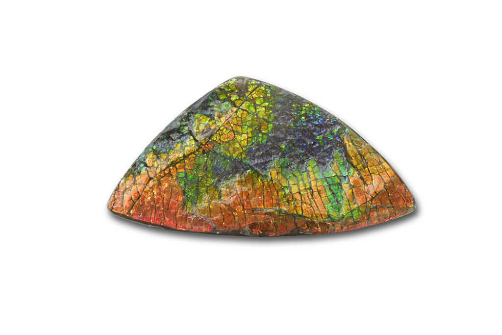 Gem quality handheld ammonite 1024x683