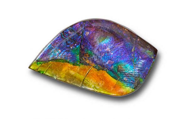 Specimen 510394